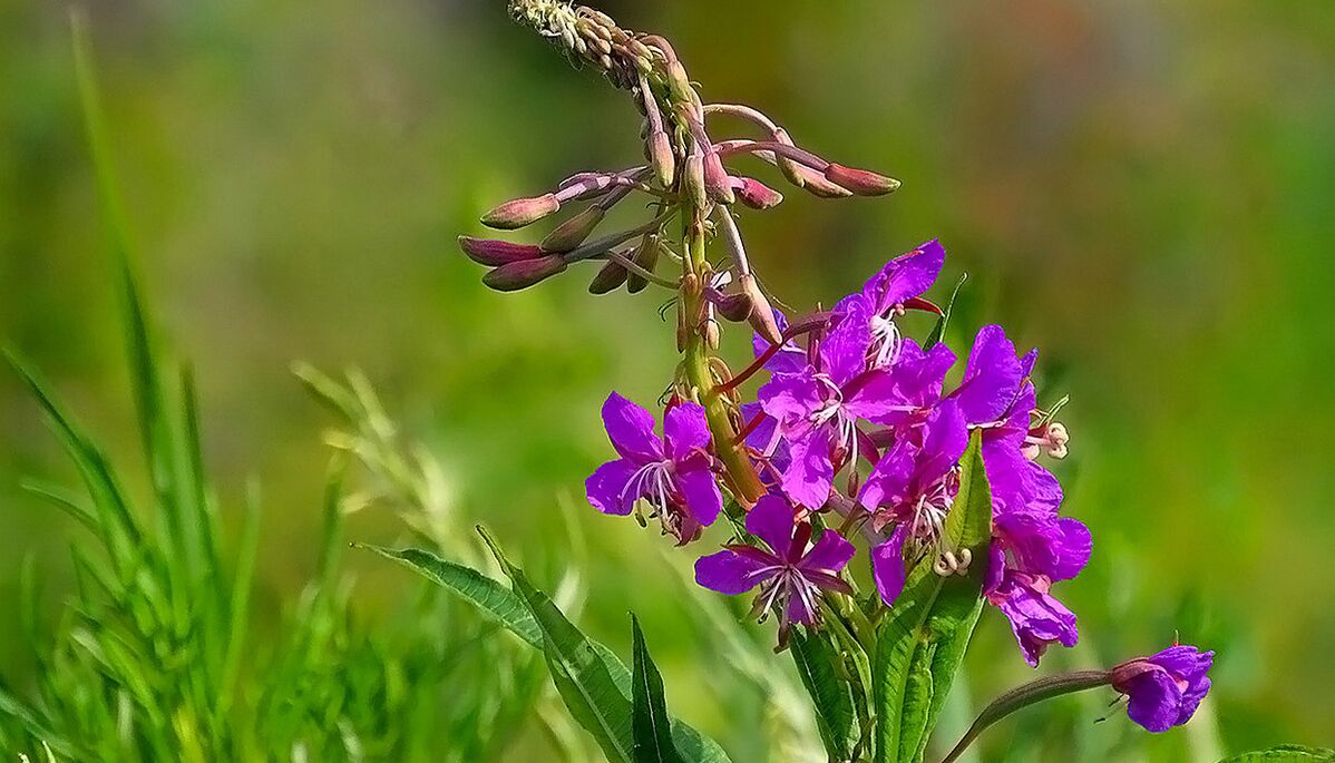 Fireweed RevitaProst-en